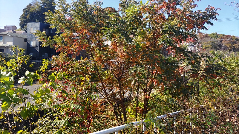 ハゼノキ 横浜市旭区今宿東町