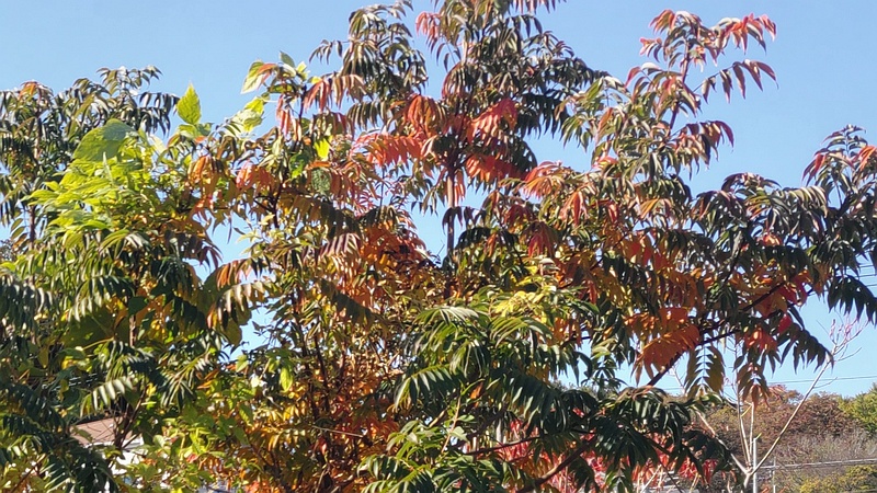 ハゼノキ 横浜市旭区今宿東町