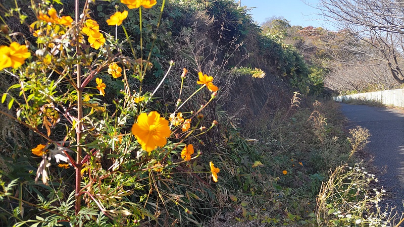 キバナコスモスの花 横浜市旭区今宿南町