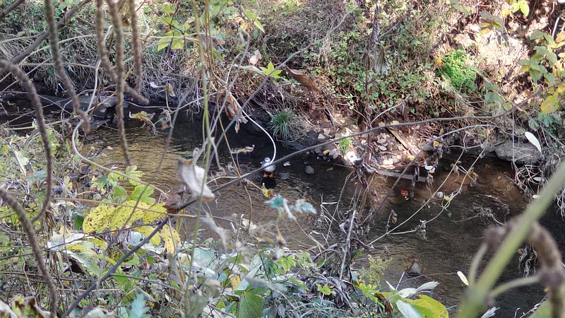 カルガモ 横浜市旭区今宿南町