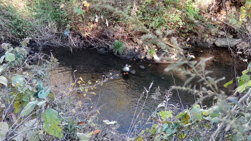 カルガモ 横浜市旭区今宿南町