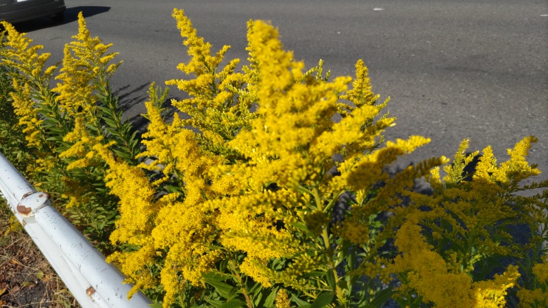 セイタカアワダチソウの花 横浜市旭区今宿南町