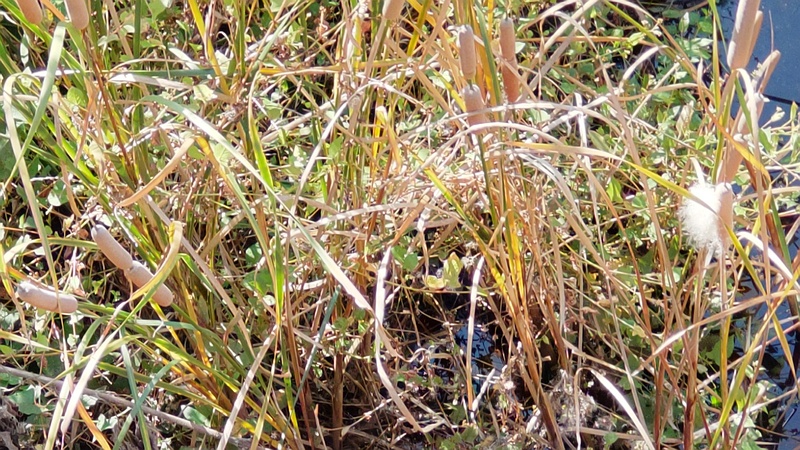 ヒメガマ 横浜市旭区今宿南町
