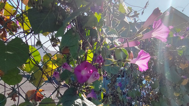 マルバアメリカアサガオの花 横浜市旭区鶴ヶ峰鶴ヶ峰本町公園