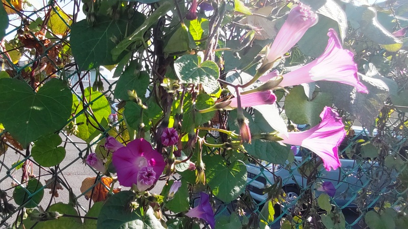 マルバアメリカアサガオの花 横浜市旭区鶴ヶ峰鶴ヶ峰本町公園