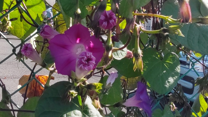 マルバアメリカアサガオの花 横浜市旭区鶴ヶ峰鶴ヶ峰本町公園