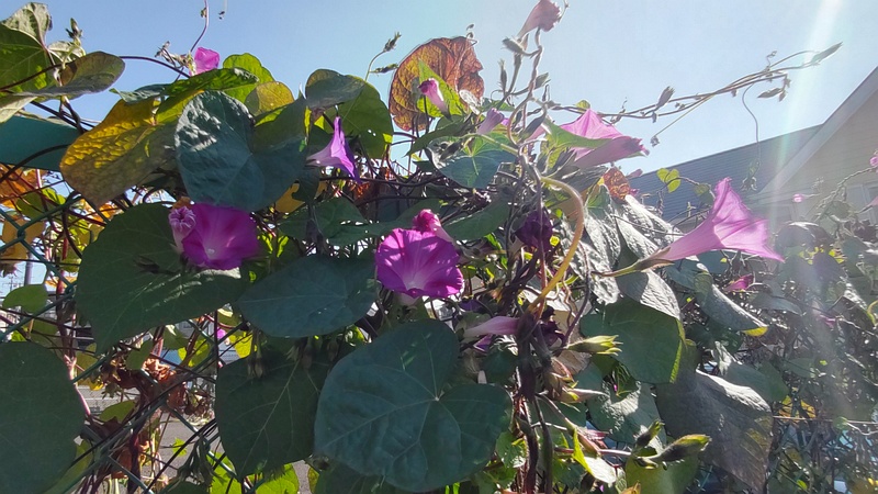 マルバアメリカアサガオの花 横浜市旭区鶴ヶ峰鶴ヶ峰本町公園