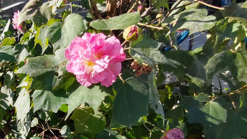 スイフヨウの花 横浜市旭区鶴ヶ峰鶴ヶ峰本町公園