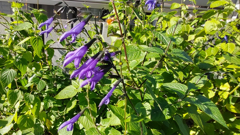 サルビア・ガラニチカの花 横浜市旭区鶴ヶ峰鶴ヶ峰本町公園
