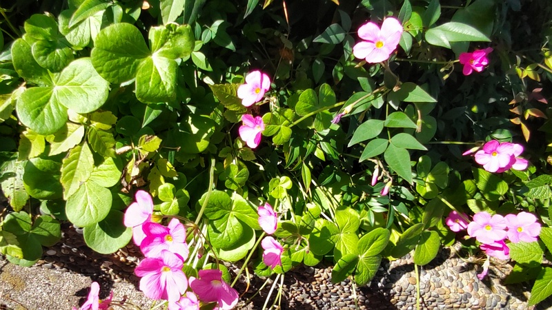 フヨウカタバミの花 横浜市旭区鶴ヶ峰鶴ヶ峰本町公園