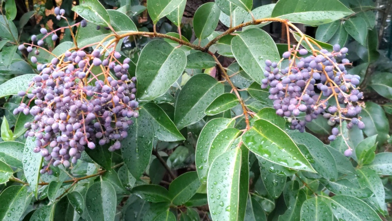 トウネズミモチの果実 東京都大田区平和の森公園