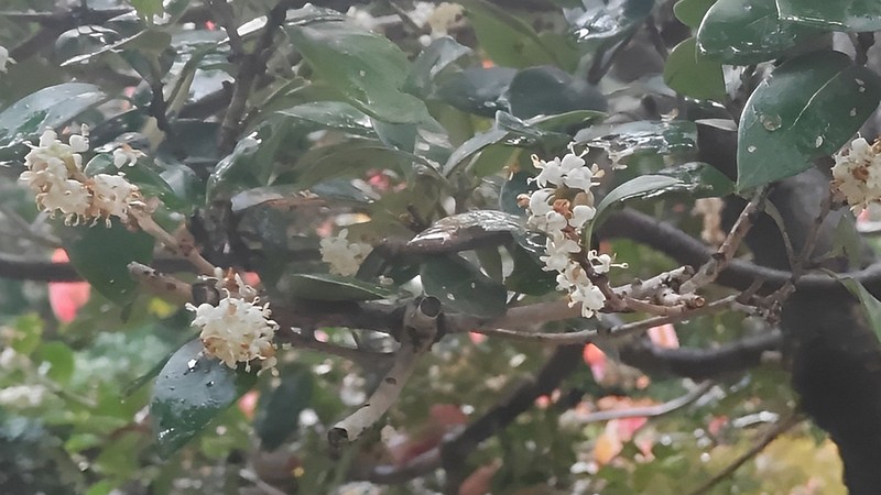 ヒイラギの花 東京都大田区平和の森公園
