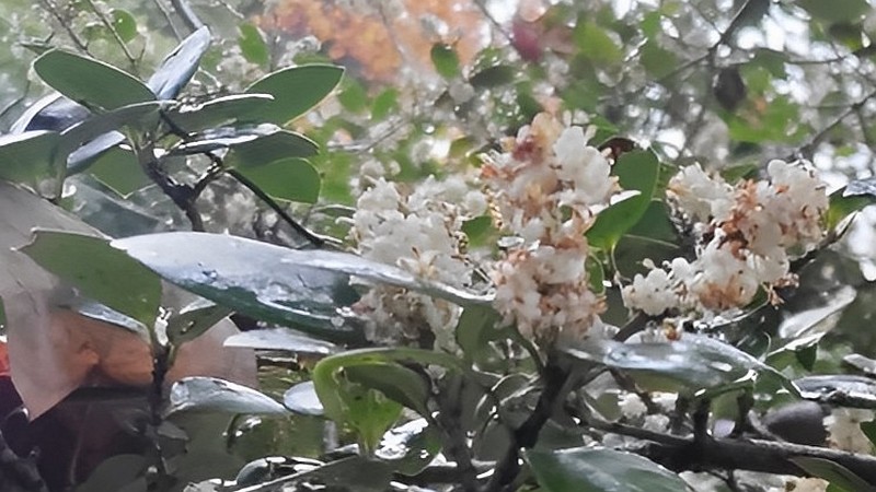 ヒイラギの花 東京都大田区平和の森公園