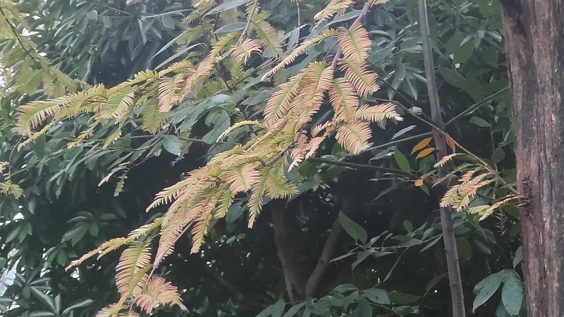 メタセコイアの紅葉 東京都大田区平和の森公園