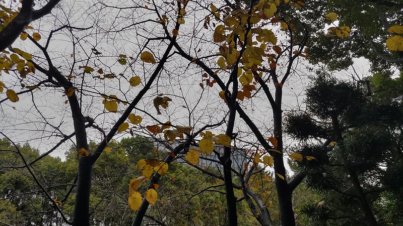 ミズキの紅葉 東京都大田区平和の森公園