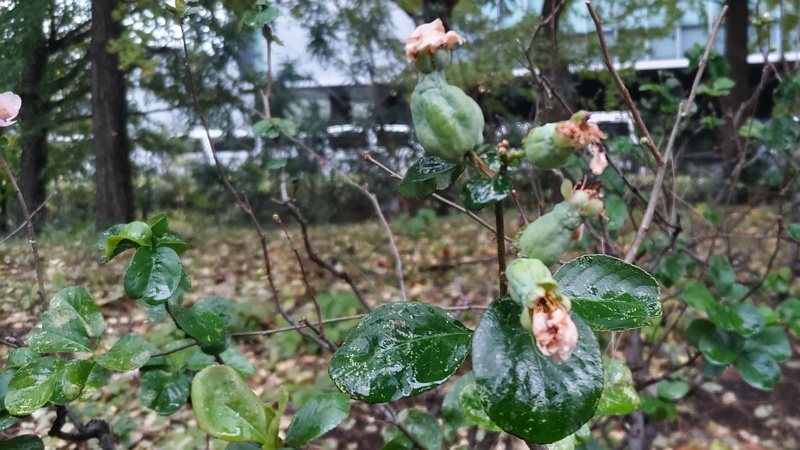ボケの果実 東京都大田区平和の森公園