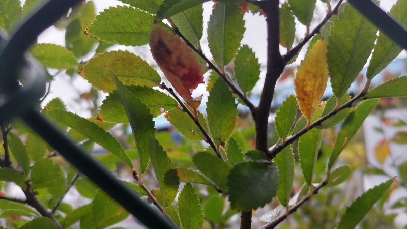 アキニレ 東京都大田区平和島公園
