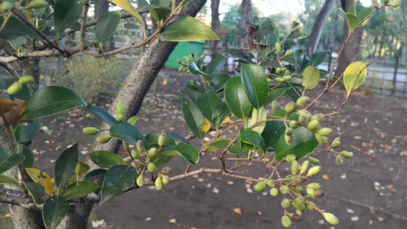 ネズミモチの果実 東京都大田区平和島公園