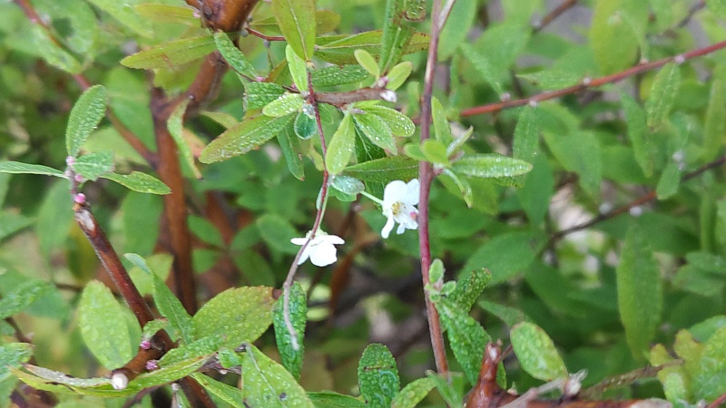 ユキヤナギの花 東京都大田区平和島公園