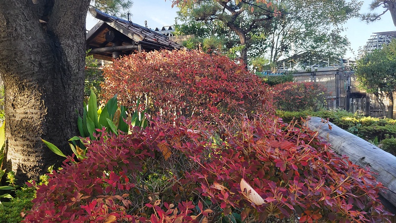 ドウダンツツジ 東京都大田区平和島公園