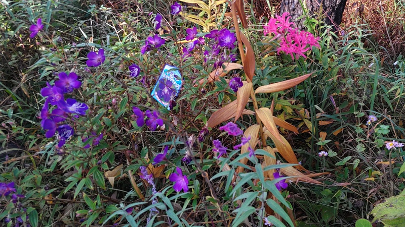 ノボタンとヒメヒガンバナ 東京都大田区平和島公園