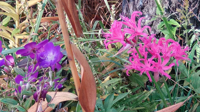 ノボタンとヒメヒガンバナ 東京都大田区平和島公園