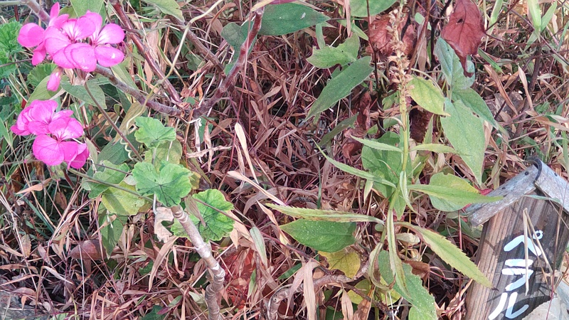 テンジクアオイの花 東京都大田区平和島公園