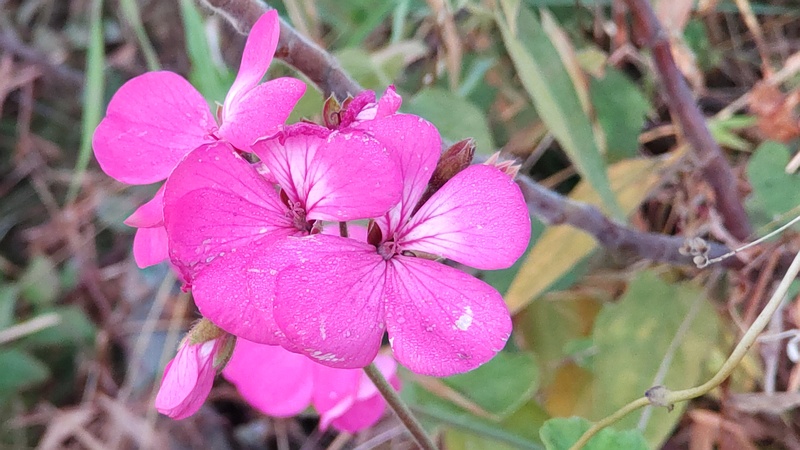 テンジクアオイの花 東京都大田区平和島公園