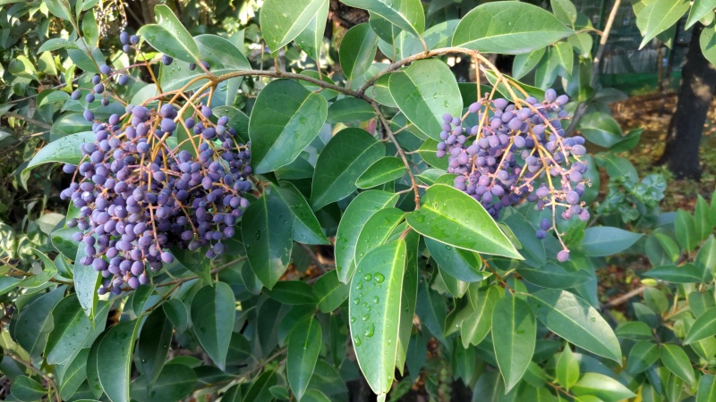 トウネズミモチの果実 東京都大田区平和の森公園