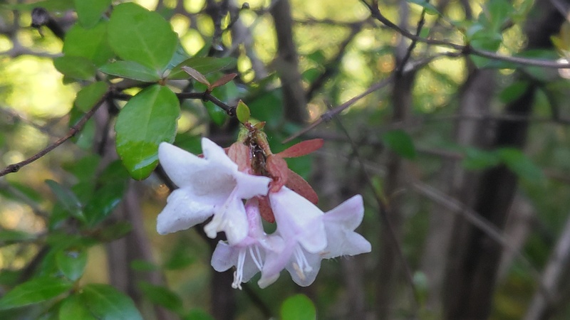 アベリアの花 東京都大田区平和の森公園