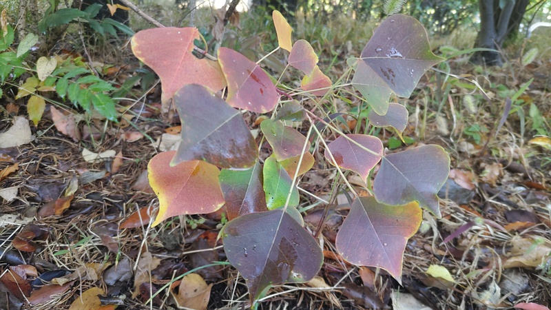 ナンキンハゼの葉 東京都大田区平和の森公園