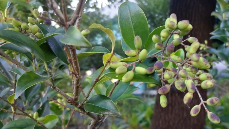 ネズミモチの果実 東京都大田区平和島公園