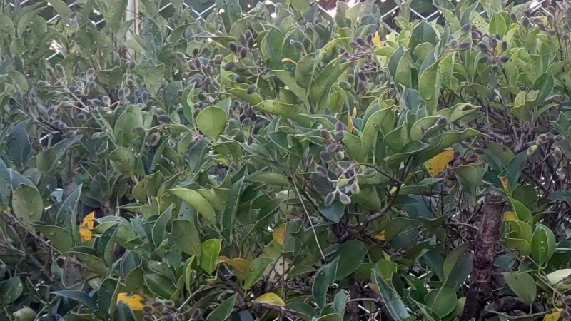 ネズミモチの果実 東京都大田区平和島公園