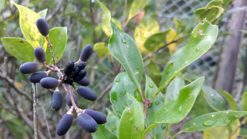 ネズミモチの果実 東京都大田区平和島公園