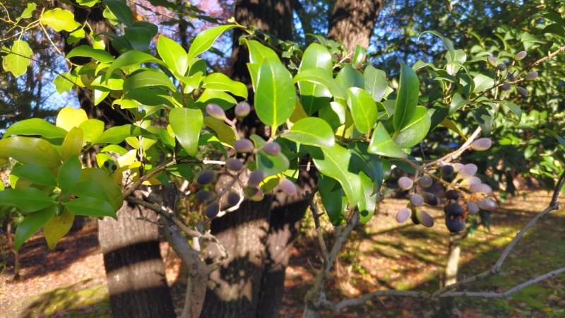 ネズミモチの果実 東京都大田区平和島公園