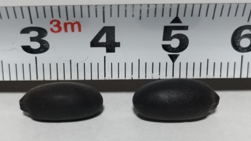 ネズミモチの果実 横浜市旭区中希望が丘