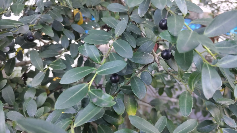 イヌツゲの果実 東京都大田区平和島公園