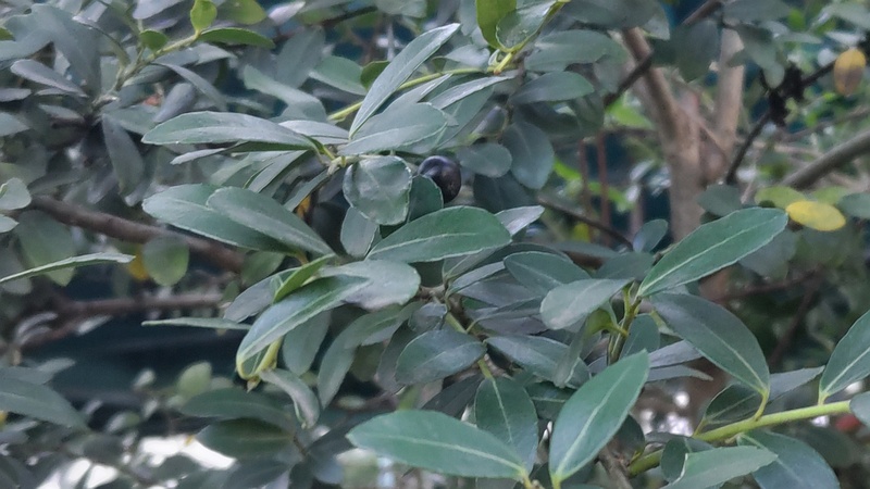 イヌツゲ 東京都大田区平和島公園