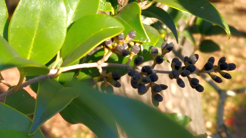 小さなネズミモチの果実 東京都大田区平和島公園