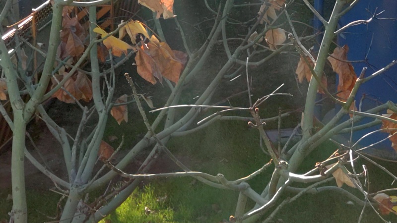 アオギリの枯葉 東京都大田区平和島公園