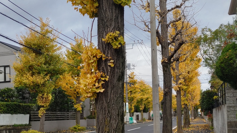 イチョウの紅葉 横浜市旭区今宿町