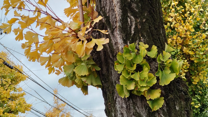 イチョウの紅葉 横浜市旭区今宿町