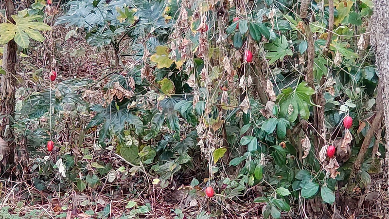 カラスウリの果実 横浜市旭区今宿南町