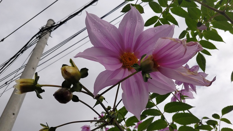 コダチダリア 横浜市旭区今宿南町