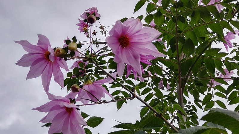 コダチダリア 横浜市旭区今宿南町