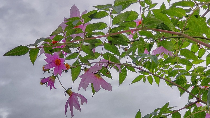 コダチダリア 横浜市旭区今宿南町