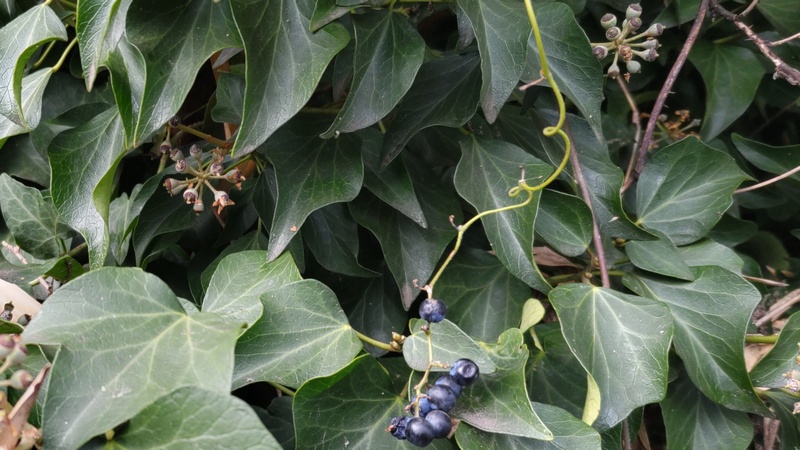 キヅタの果実とノブドウの果実 横浜市旭区今宿南町