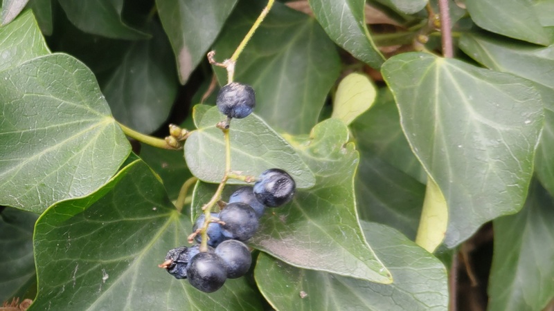 キヅタの果実とノブドウの果実 横浜市旭区今宿南町
