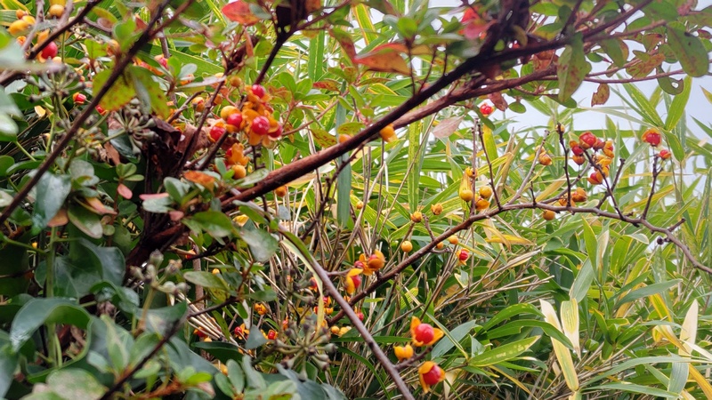 ツルウメモドキ 横浜市旭区今宿南町