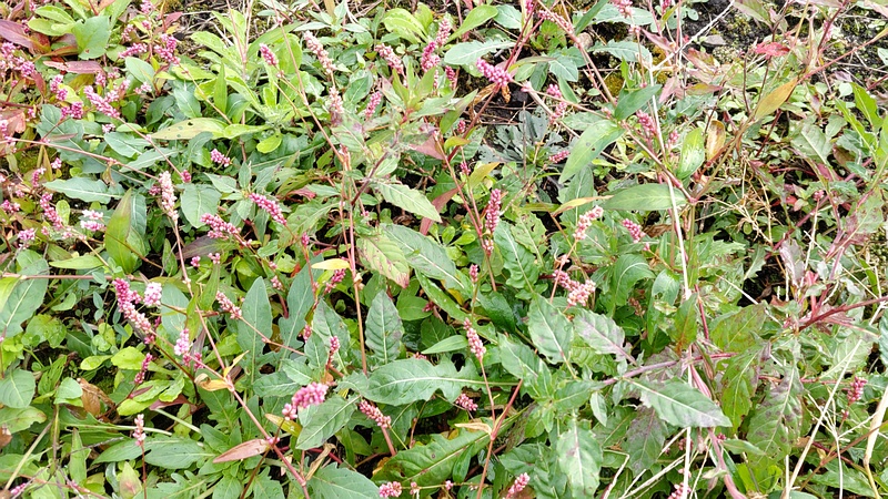イヌタデ 横浜市旭区今宿南町